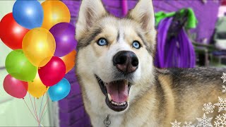 Happy Birthday Shelby the Husky!  8 Years Old!