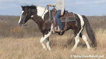 Beauty - trail riding! - ValleyViewRanch.net