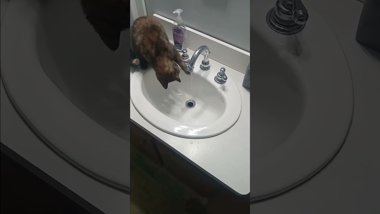 Cat vs. faucet round 4