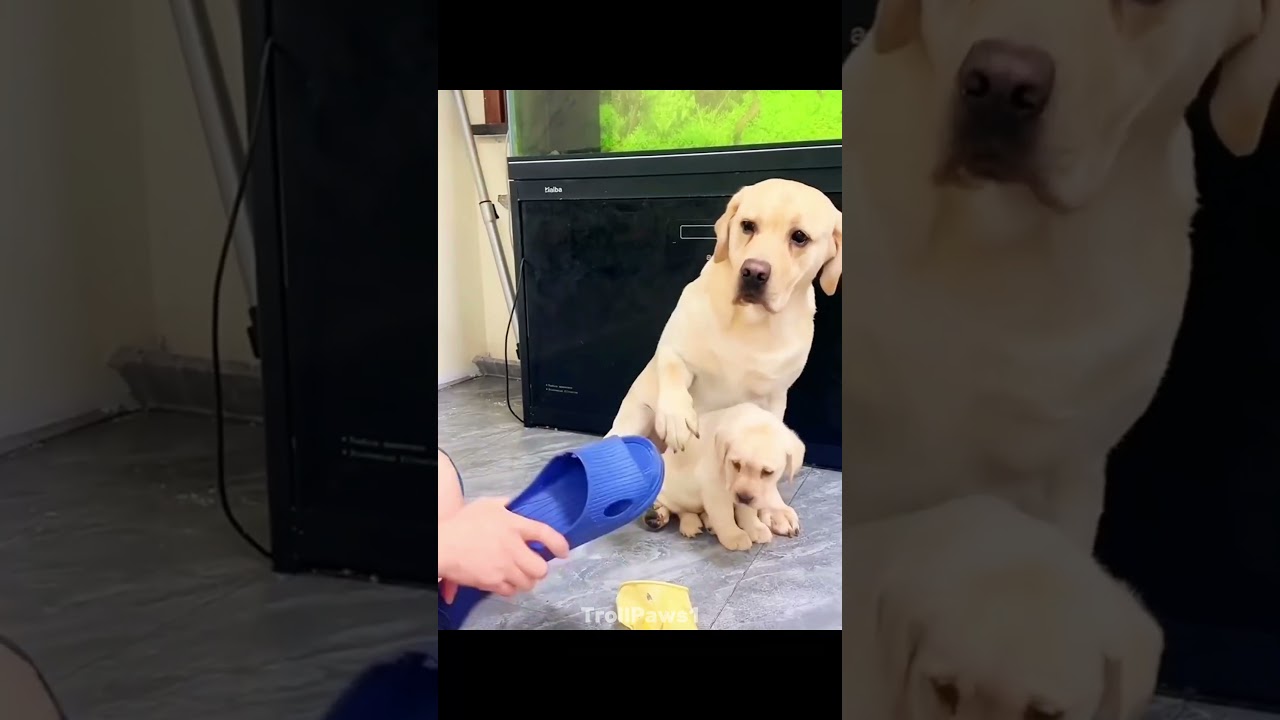 Best Animal Moms🗿