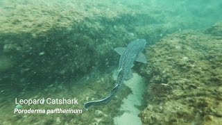 Leopard Catshark hunting reef fish