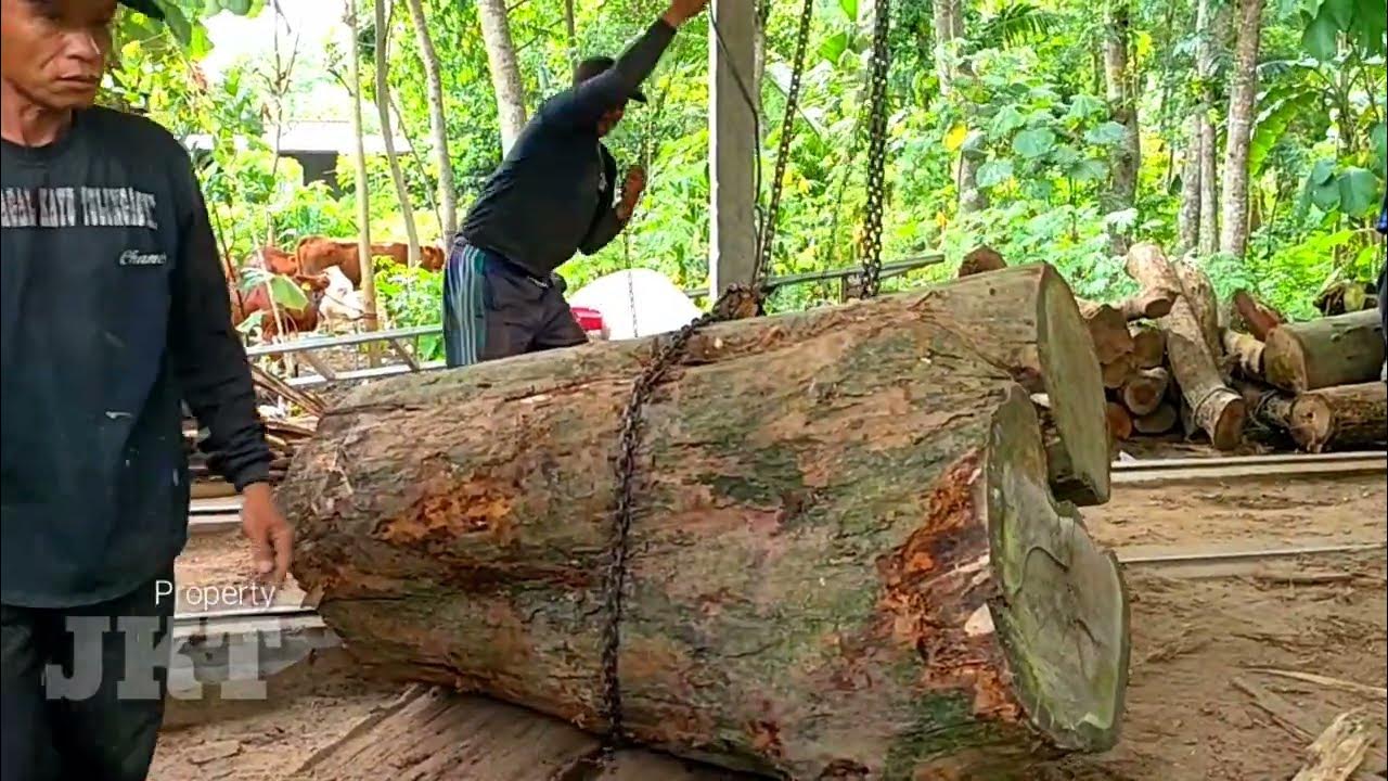 Amazing Manual Wood Sawmill Machines, Ekstrem the largest rosewood sawmill YouTube