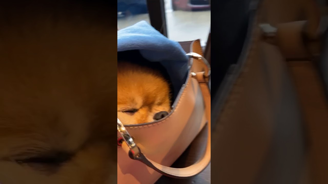 jiffpom 180 jiffpom💗@jiffpom Official  TikTok