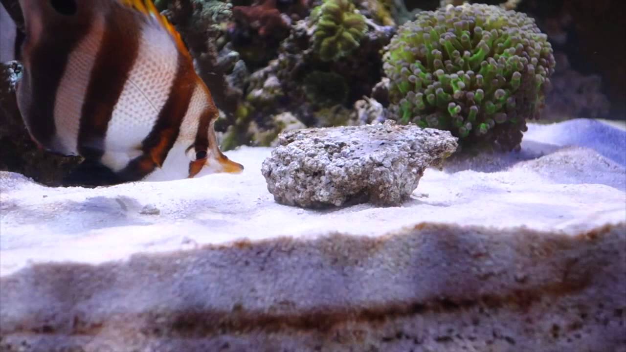Muelleri Butterfly Fish Eats Aiptasia YouTube