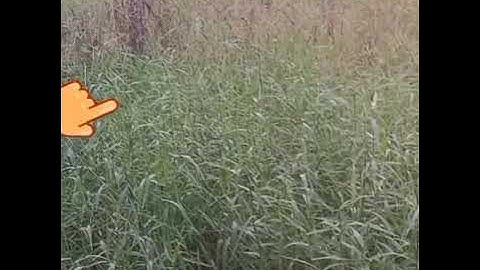 Bán đất thổ cư xã Long Khê huyện Cần Cần Đước Long An.