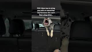 Where are we going mom?! #dog #funny #dogshorts #dalmatian