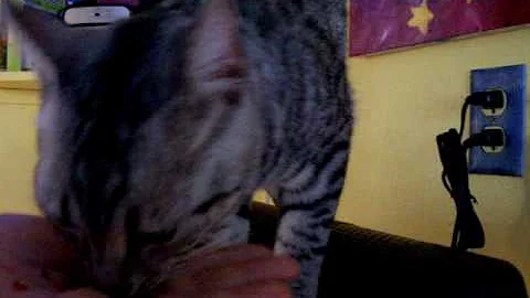 Watch the video about My Egyptian Mau Loves to Eat Fish Food?