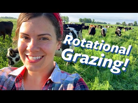 Video: How To Graze Cows