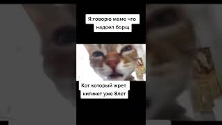 Коту Нравиться