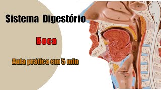 Boca e suas estruturas - Sistema Digestório - Aula Prática
