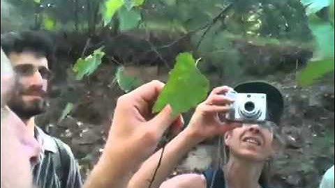 Tracking Insects with Charlie and Noah