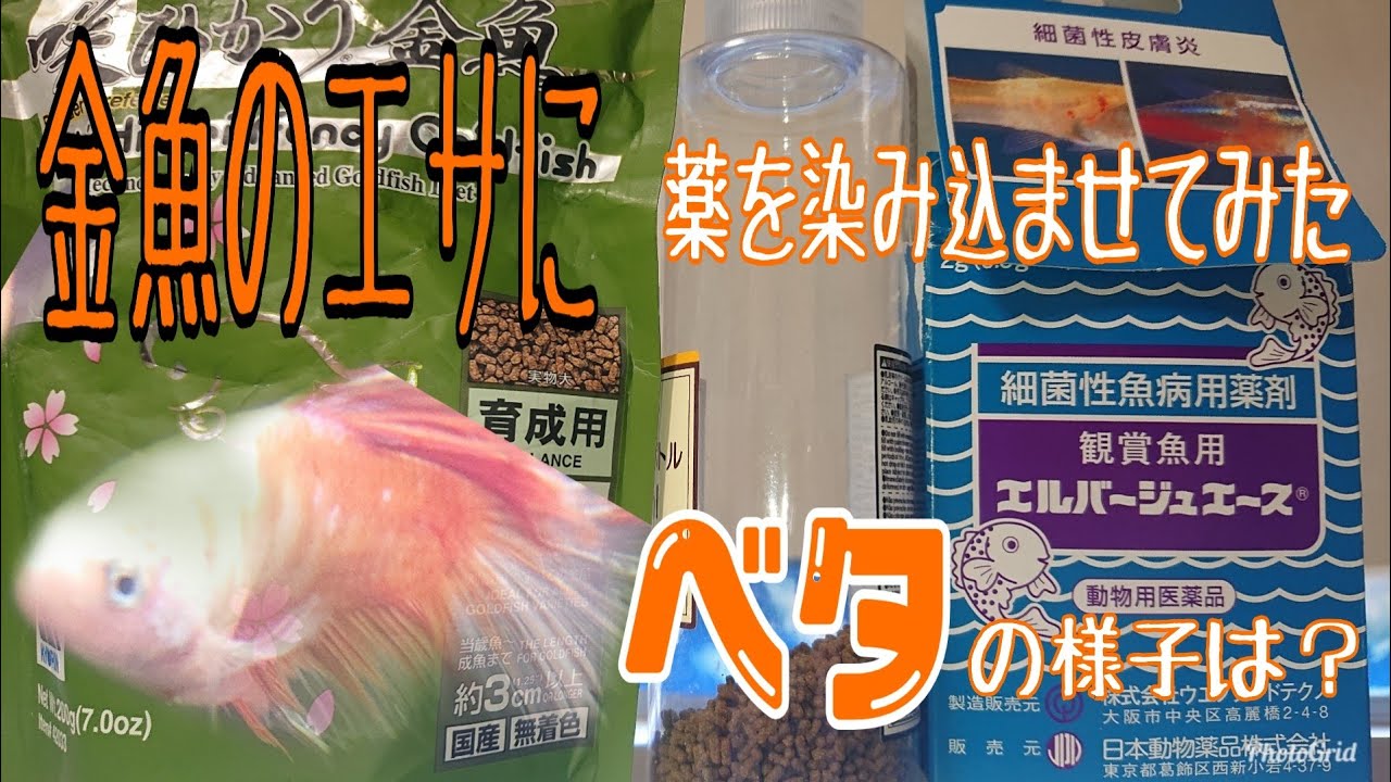 金魚のエサに薬を染み込ませてみた Youtube