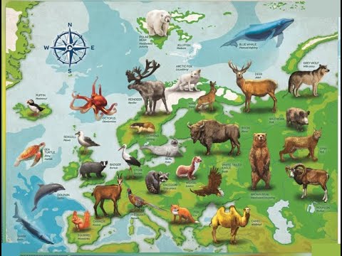 Video: Cerbul din Europa de Nord: descriere cu fotografie, caracteristici ale speciei și habitat