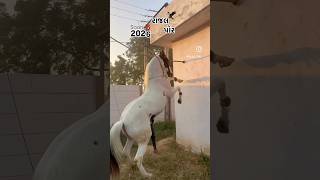 horse dance