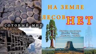 На земле лесов НЕТ - Сотовый Мiр (глава VI, часть вторая)