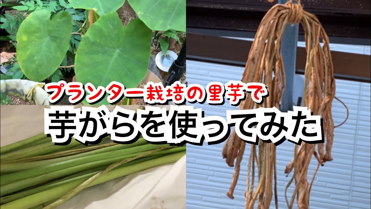 活かす暮らし プランター畑で採れた里芋で芋がらを作りました 茎も食べられる里芋 芋茎 ズイキ 芋がら 今年も咲いたよ 命を繋ぐ白い菊 60代一人暮らし Youtube