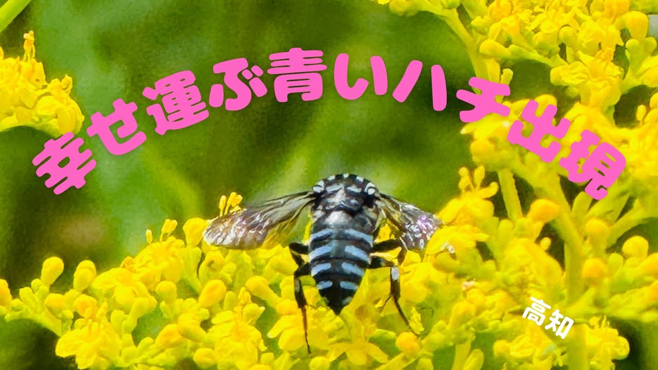 幸せを運ぶ青いハチ！ブルービー！星ヶ丘公園(高知•三原村)に出現