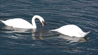 Our Pet White Call Duck Quacking, Quacking