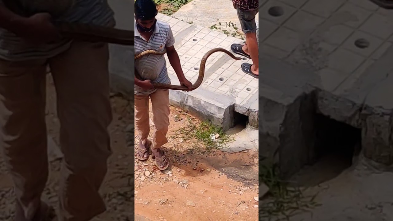 😱SNAKE ENCOUNTER'S😳