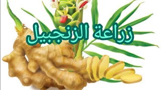 مواعيد زراعة الزنجبيل -الجنزبيل/وريه وتسميده