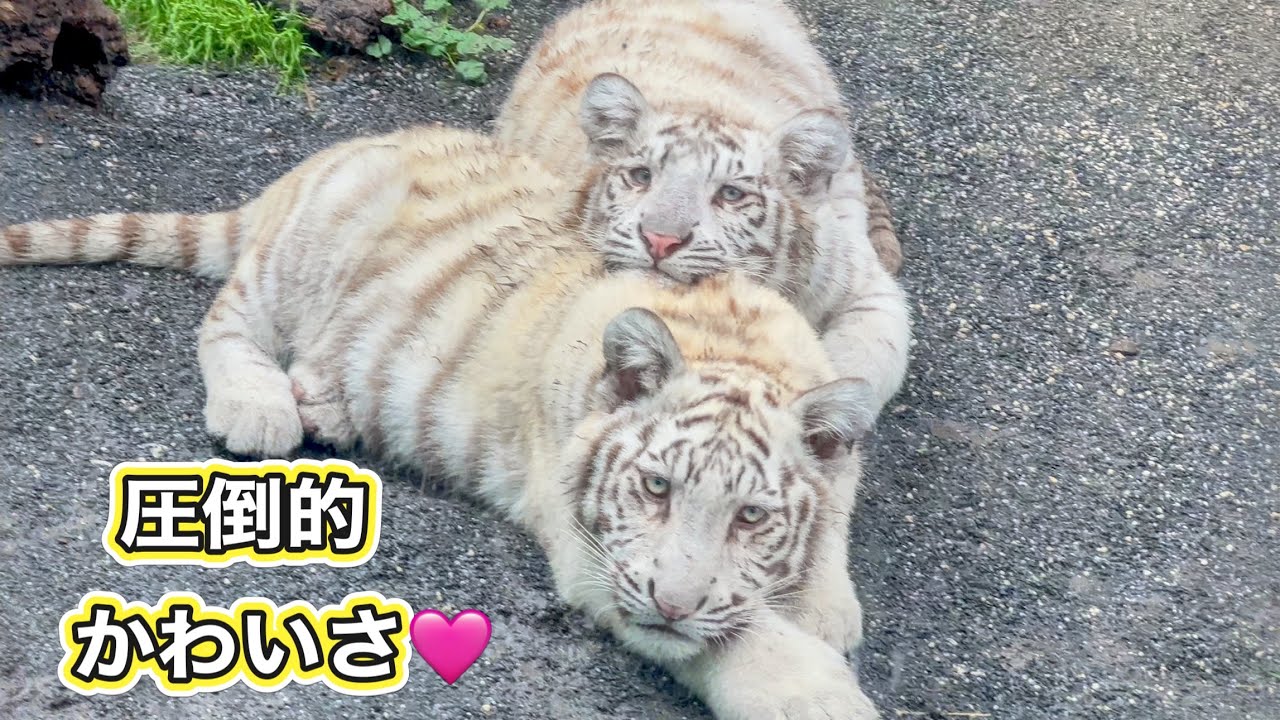 コタくんに顎を乗せて、まったりなハクくん🐯😊　5月12日 東武動物公園　ホワイトタイガー赤ちゃん