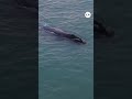 El espectáculo de las ballenas que sorprendió a Costa Esmeralda