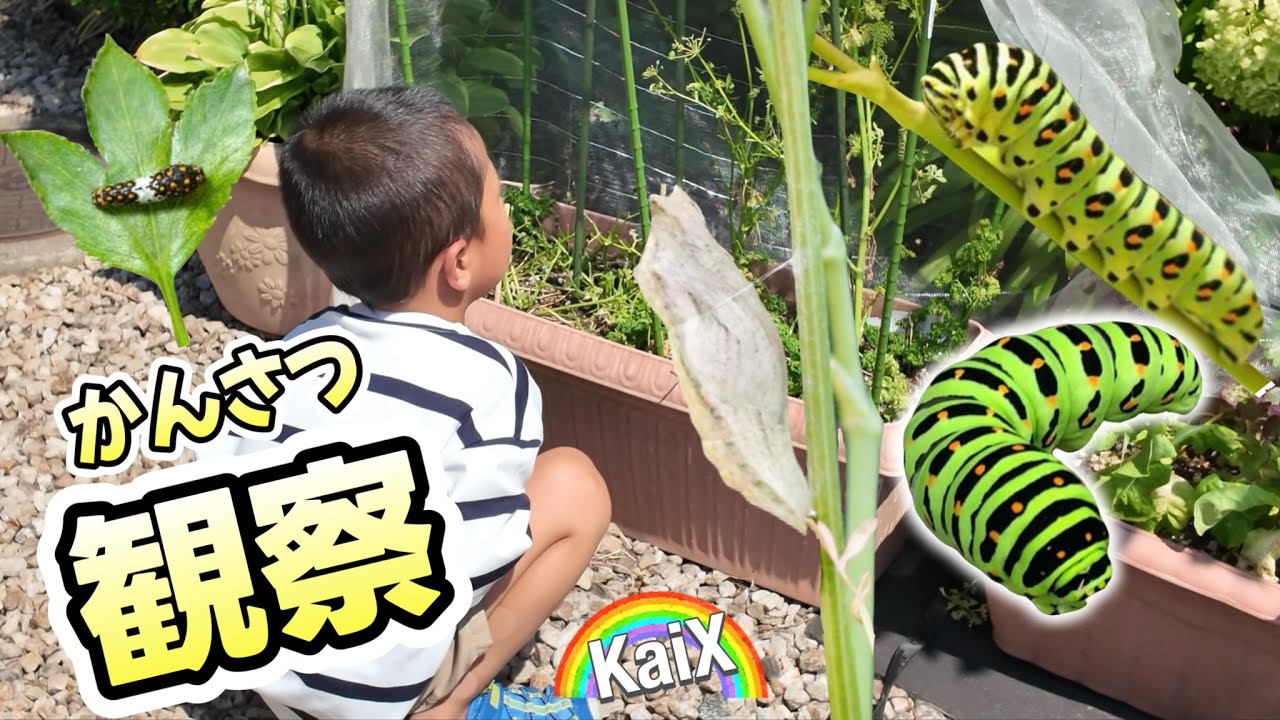 【観察日記】わぁっ‼︎サナギの中からちょうちょが出てきた！キアゲハの羽化♪