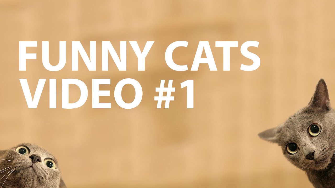 Funny Cats 🐱 Videos Compilation #1 - YouTube