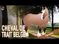 Cheval de trait belge le descendant des chevaux de guerre du moyen ge races de chevaux