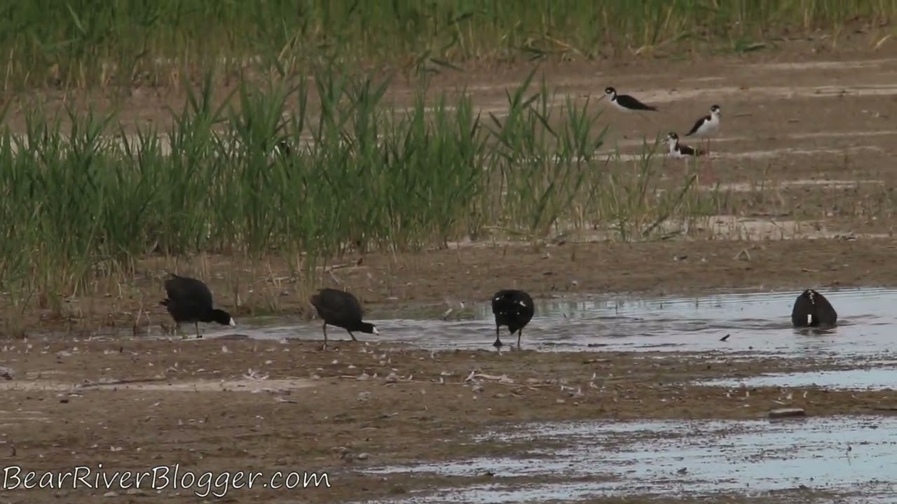 American Coots Fighting