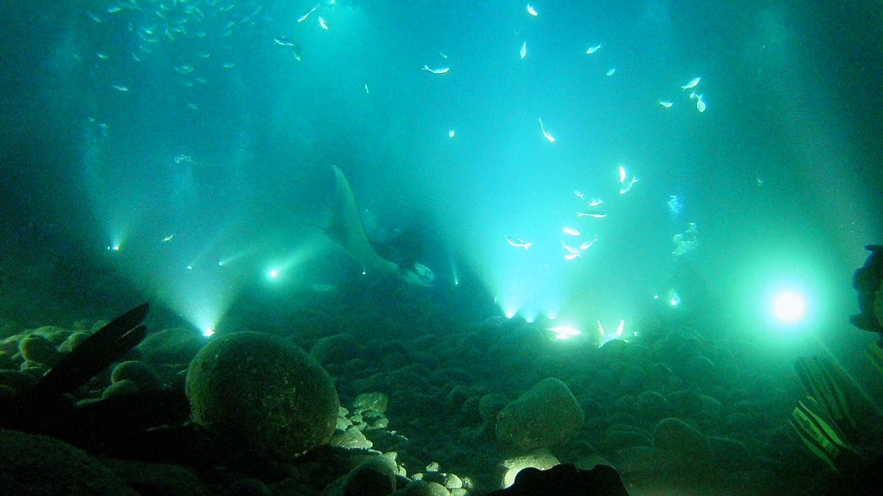 Manta ray diving