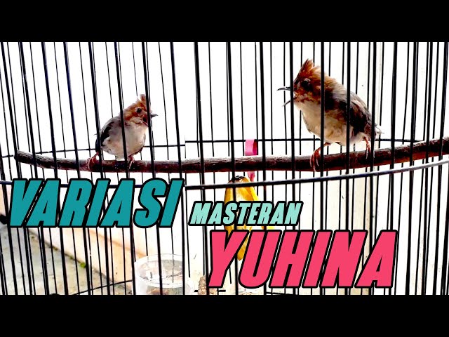 BURUNG YUHINA GACOR untuk MASTERAN, COCOK untuk penambah VARIASI TEMBAKAN MURAI BATU class=