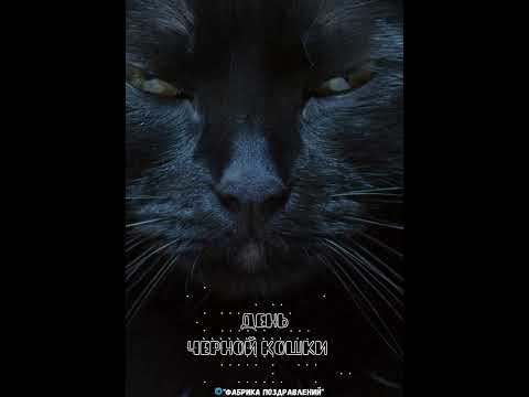 Страшно, черная кошка!
