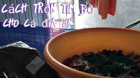 Cách trộn tim bò làm thức ăn cho cá đĩa. Cá đĩa ăn gi? Và cho cá ăn sao cho hợp lý.