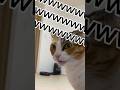 飼い主の足が臭すぎて、変顔になる猫www