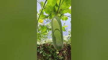 Quay lại vườn bí đao đã trị rệp thành công bằng Nước rửa chén+ dầu ăn #nongdanviet83