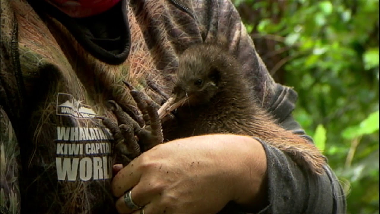 Repórter segura Kiwi e batiza o pássaro símbolo da Nova Zelândia: “Linda!”