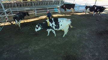Understanding the Point of Balance in Dairy Cattle