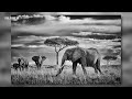 Gfx100   la faune en afrique  x peter delaney fujifilm