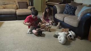 Doves Litter. Cherished Chihuahua Puppies. 8/23/22 by FeedMyHeartWithLove Eph5 47 views 1 year ago 7 minutes, 28 seconds