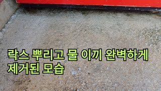 #시멘트부식원인 물 이끼#락스활용법 옥상바닥#물이끼쉽게제거하는방법 #수석도 같은 방법으로 하시면 제거가 잘됩니다