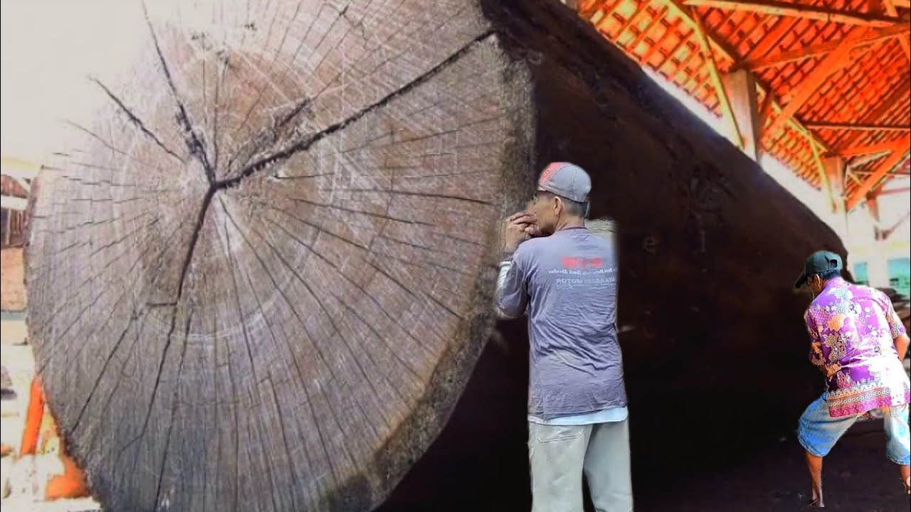 Sawing And Cutting Very Dry And Dangerous Hardwood || Sawmill - YouTube
