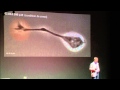 TEDxParis 2012 - Pierre-Marie Lledo - La plasticité cérébrale ou la régénérescence du cerveau