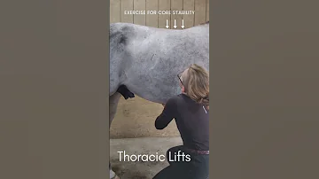 Asmr Chiropractic Horse Massage Video 
