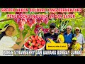 PANEN STRAWBERRY &BAWANG JUMBO ,ANGGUR? SEKALIAN GREBEK KEBUN SAUDARA BULE YANG LUAS