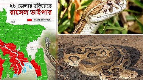 ২৮ জেলায় ছড়িয়েছে রাসেল ভাইপার এই বিসাক্ত সাপ_এখন আপনার করনীয় কি ?