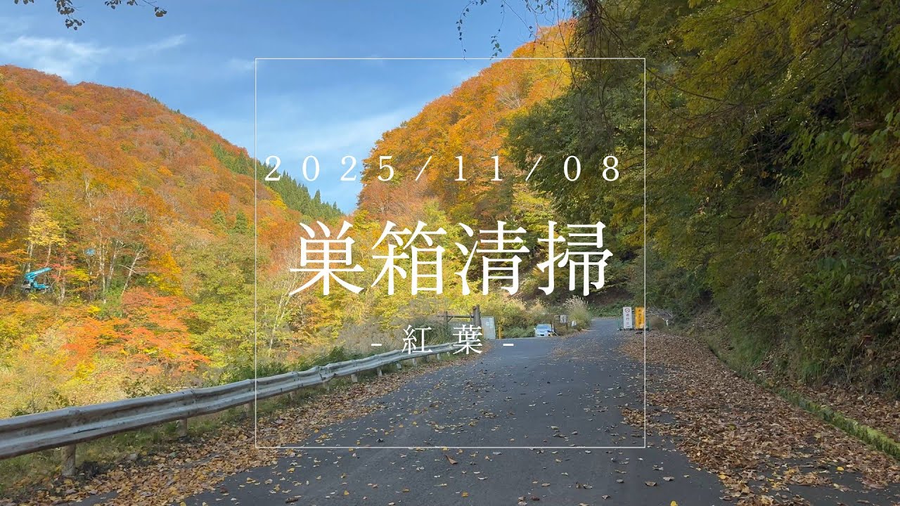 1108 紅葉と巣箱掃除