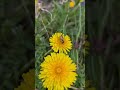 Following a Honey Bee 🌼 A Quiet Lesson in Nature