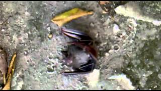 Kada Mamads Ke Pasan Aki En Mi Caza Jajajaja Un Murcielago En La Terraza Dla Kaza Chenkelo Eskalofriante