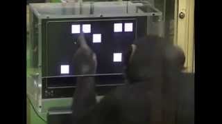 Zahlentest-Gedächtnistest: Schimpansen schlauer als Menschen? screenshot 1